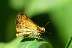 Taractrocera archias