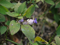 Strobilanthes heyneana