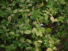 Strobilanthes heyneana