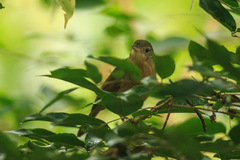 Colluricincla rufogaster