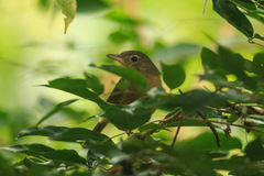 Colluricincla rufogaster