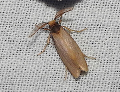 Eriocottidae