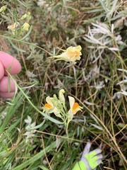 Linaria vulgaris