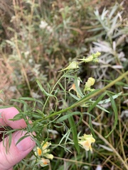 Linaria vulgaris