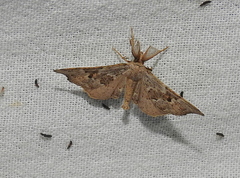 Trigonistis