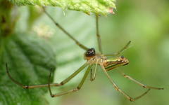 Leucauge levanderi