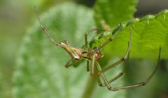 Leucauge levanderi