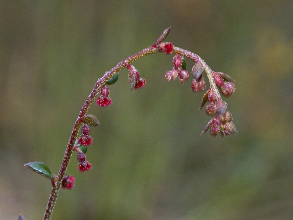 Common Raspwort (Cloud Nine Plants) · iNaturalist