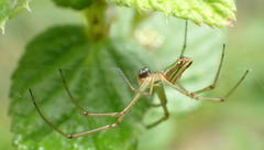Leucauge levanderi