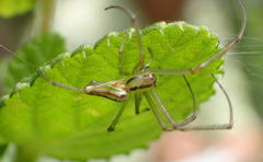 Leucauge levanderi