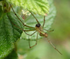 Leucauge levanderi