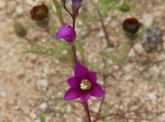 Ixia ramulosa