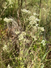 Eupatorium rotundifolium