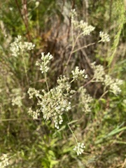 Eupatorium rotundifolium