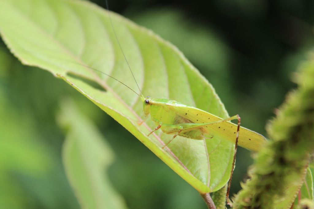 Zenirella punctata