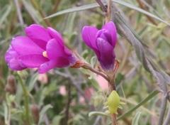 Ixia ramulosa