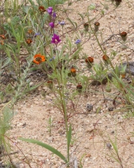 Ixia ramulosa