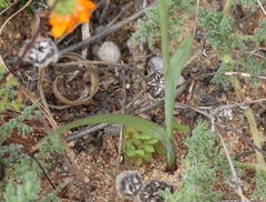 Ixia ramulosa