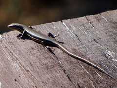Trachylepis gravenhorstii