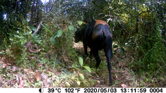 Cephalophus silvicultor