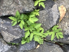 Aegopodium podagraria