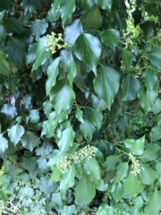 Hedera helix
