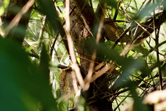 Charaxes bernardus