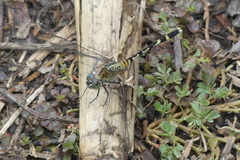 Erythrodiplax attenuata