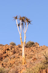 Aloidendron