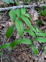 Maianthemum
