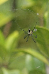 Cyrtophora guangxiensis