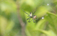 Cyrtophora guangxiensis