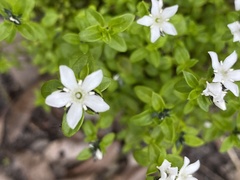 Orianthera serpyllifolia
