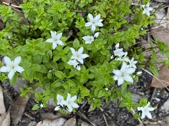 Orianthera serpyllifolia