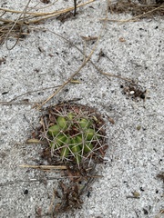 Melocactus violaceus violaceus