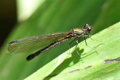 Aristocypha fenestrella