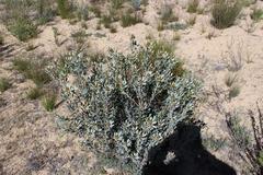 Leucadendron loranthifolium