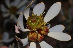 Leucadendron loranthifolium