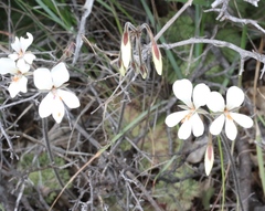 Pelargonium barklyi