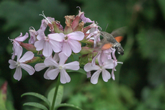 Macroglossum stellatarum