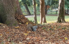 Sciurus carolinensis