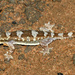 Hemidactylus richardsonii - Photo 由 simben 所上傳的 (c) simben，保留部份權利CC BY-NC-ND