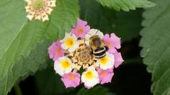 Amegilla quadrifasciata