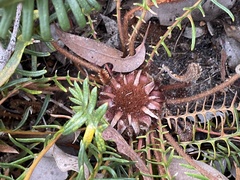 Banksia pellaeifolia