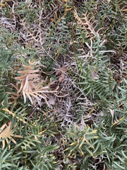 Banksia pellaeifolia
