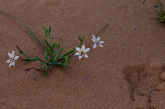 Lapeirousia simulans