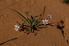 Lapeirousia simulans