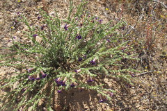 Indigofera spinescens