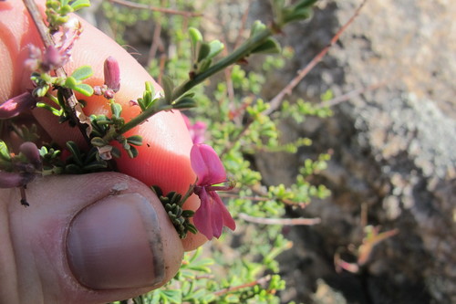 Image of Indigofera spinescens by (c) James Deacon, some rights reserved (CC BY-SA)