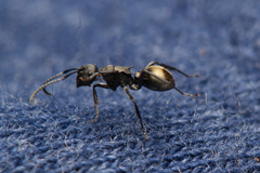 Polyrhachis mjobergi